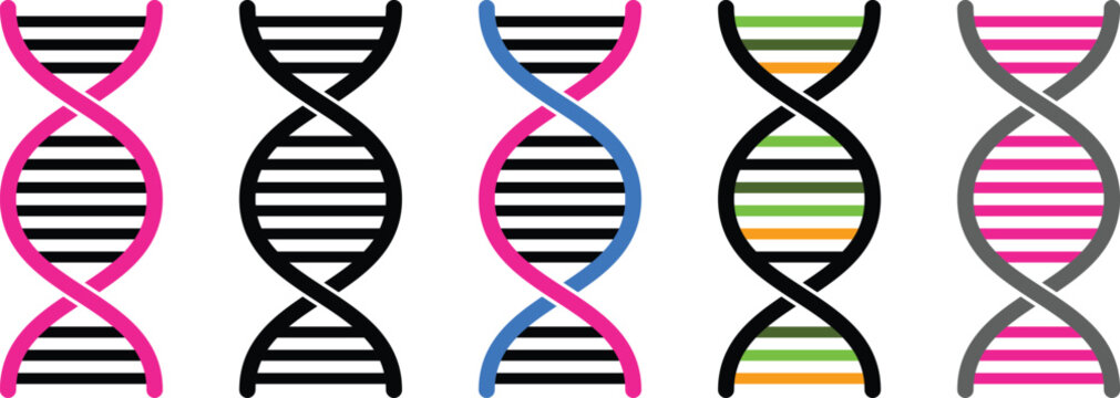 Easy to use structure of DNA