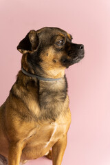 Obraz premium portrait of a dog on a pink background