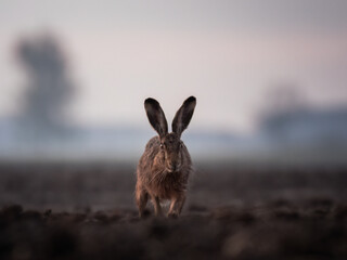 European hare, Lepus europaeus, a mammal of the Leporidae family. Very cute animal, very long ears. A herbivorous mammal with beautiful fur and long ears.