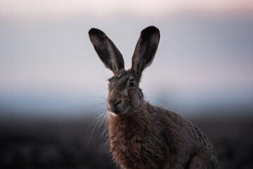 European hare, Lepus europaeus, a mammal of the Leporidae family. Very cute animal, very long ears. A herbivorous mammal with beautiful fur and long ears.
