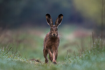 European hare, Lepus europaeus, a mammal of the Leporidae family. Very cute animal, very long ears. A herbivorous mammal with beautiful fur and long ears.