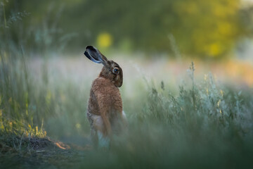 European hare, Lepus europaeus, a mammal of the Leporidae family. Very cute animal, very long ears. A herbivorous mammal with beautiful fur and long ears.