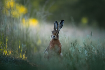 European hare, Lepus europaeus, a mammal of the Leporidae family. Very cute animal, very long ears. A herbivorous mammal with beautiful fur and long ears.