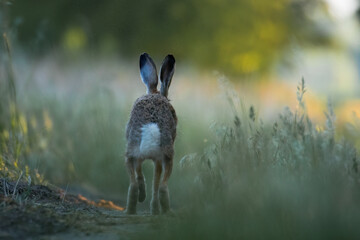 European hare, Lepus europaeus, a mammal of the Leporidae family. Very cute animal, very long ears. A herbivorous mammal with beautiful fur and long ears.