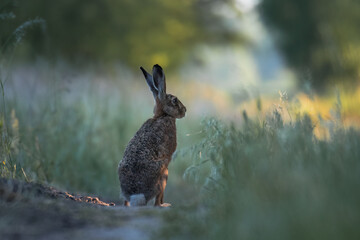 European hare, Lepus europaeus, a mammal of the Leporidae family. Very cute animal, very long ears. A herbivorous mammal with beautiful fur and long ears.