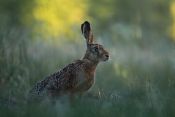 European hare, Lepus europaeus, a mammal of the Leporidae family. Very cute animal, very long ears. A herbivorous mammal with beautiful fur and long ears.