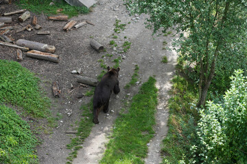 Bear walks in the Bern bear pit in the middle of the city, Barengraben