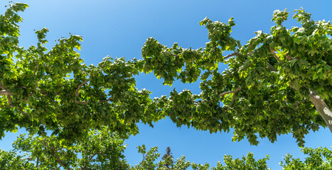 Lush green leaves of sycamore trees form a natural archway against a vibrant blue sky, offering a shaded canopy and a fresh, leafy ambiance.