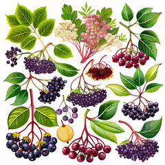 Collection of Vibrant Berries: Detailed Illustrations and Graphics for Fresh Berry Themes