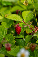 Closeup of Wild Strawberry or Wood Strawberry