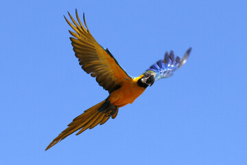 Araras de Caldas Novas - GO em seu habitat natural em um lindo voo 