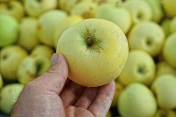 one ripe tasty with vitamins yellow round aromatic sweet summer apple in hand against the background of apples during the day on the street