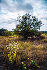 Obraz premium a clearing with dry grass and a tree, against the backdrop of the night sky with blurred white clouds