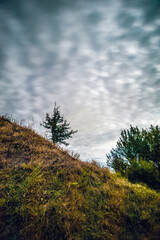 a hill on which grows a small tree, with a bush growing next to it, against a blue sky with blurred white clouds illuminated by a bright moon