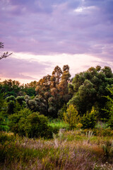 dense forest in front of a clearing with dry grass and bushes, against a bright sky with dark purple thunderclouds, during early morning and golden hour