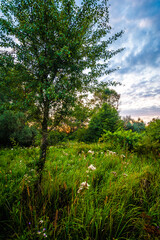 Fototapeta premium a clearing with tall green grass, on which white fluff and a large tree grow, against the background of a blue sky covered with blue thunderclouds