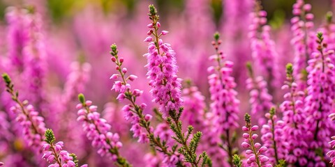 Pink heather in the close up view AI Generative