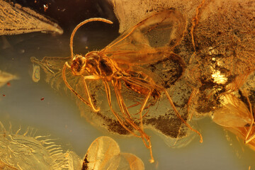 winged ant imprisioned in Baltic amber