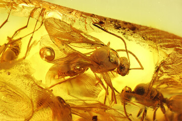 winged ants imprisioned in Baltic amber