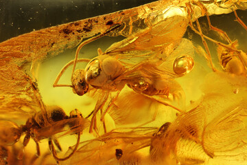 winged ants imprisioned in Baltic amber