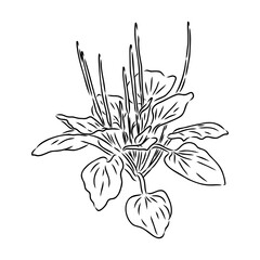 Plantain. Medicinal plant wild field flower. Sketch. Hand drawn outline vector illustration
