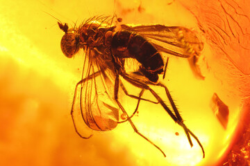 male fly imprisioned in amber from Bitterfeld, Germany