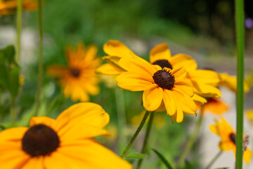 flowers in a summer garden