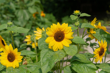 Fototapeta premium sunflower stem in sunny summer garden