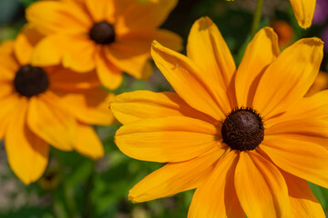 close-up of flowers with brown cones