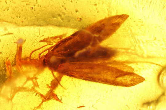micromoth imprisioned in amber from Bitterfeld, Germany