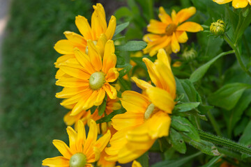 yellow flowers somewhat in profile in a summer garden  (rudbeckia hirta)