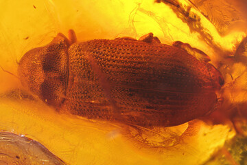 deathwatch beetle imprisioned in amber from Bitterfeld, Germany
