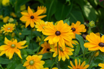 rudbeckia hirta with green and brown cones in a summer garden