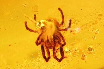spider mite (Tetranychidae) imprisioned in amber from Bitterfeld, Germany