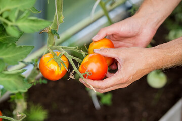 Gardener picking ripe red tomatoes in the greenhouse