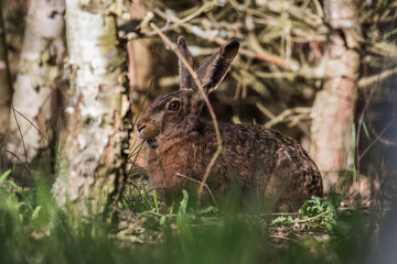 European hare, Lepus europaeus, a mammal of the Leporidae family. Very cute animal, very long ears. A herbivorous mammal with beautiful fur and long ears.