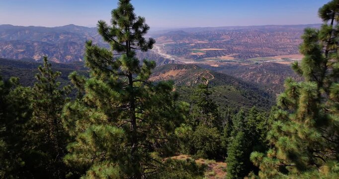 Aerial Drone Pine Tree Forest Los Padres Wilderness