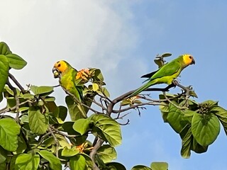 parrot on branch
