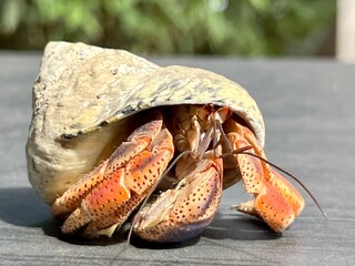 crab on the sand © Caribnsol