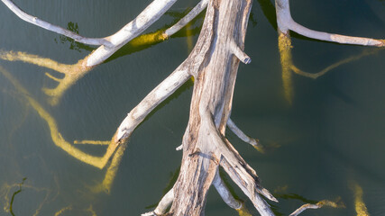 Seenlandschaft mit Seerosen, Biotop