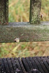 Garden snails creeping around a Railing