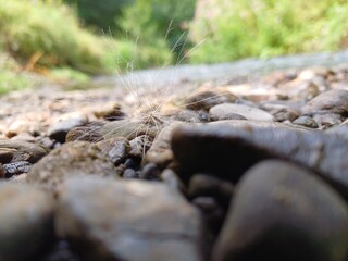 A playful pup cools off by the river, splashing and drinking from the refreshing stream on a warm summer day.