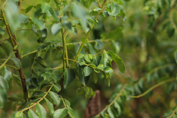 Organic Curry Leaves