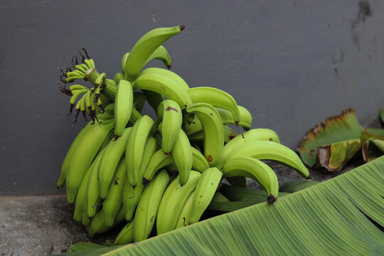 Organic Banana Bunch Robasta