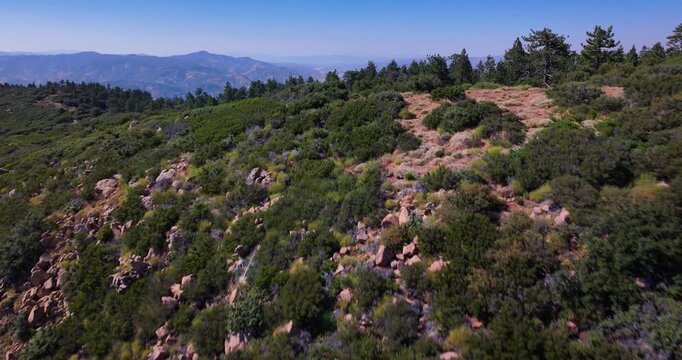 Pine Tree Forest Pine Mountain California Aerial Video 