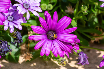 Obraz premium Margaritas africanas magenta con abejorro