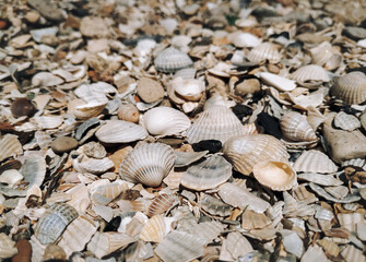beautiful background and texture of nature sea shell pattern
