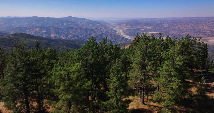 Pine Tree Forest Los Padres California Aerial Video 