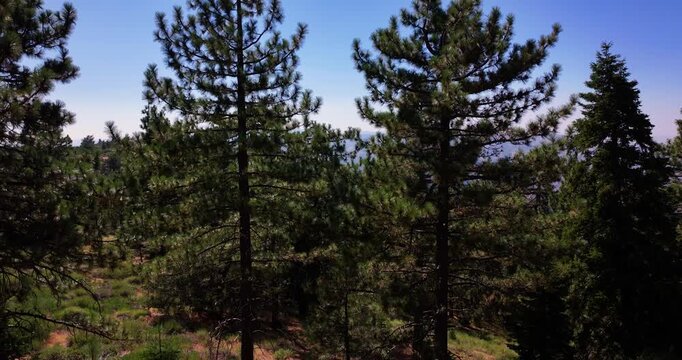 Pine Forest Trees California Ojai Wilderness Valley Aerial Video