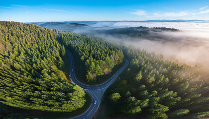 Winding road through dense pine forest, morning mist creating a mystical atmosphere; aerial shot from the drone, top view